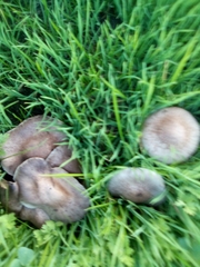 Fungi