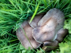 Fungi