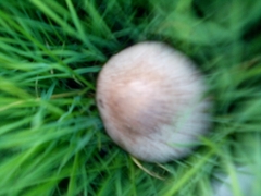 Fungi