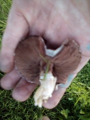 Fungi