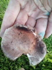 Fungi