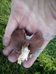 Fungi