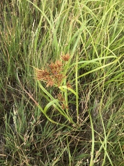 Rhynchospora corniculata