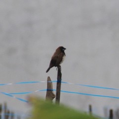 Lonchura leucogastroides