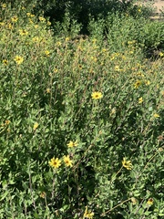 Helianthus californicus