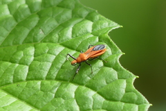 Irantha