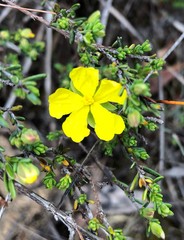 Hibbertia devitata