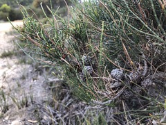 Allocasuarina pusilla