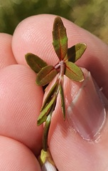 Epilobium elegans