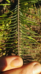 Pellaea pectiniformis