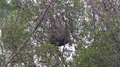 Brachygastra mellifica