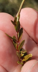 Epilobium elegans