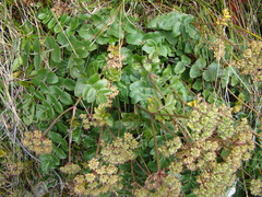 Gingidia montana