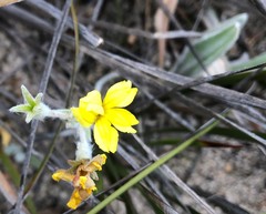 Goodenia robusta