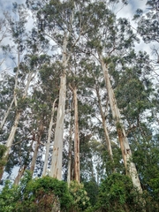 Eucalyptus cypellocarpa