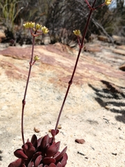 Crassula clavata