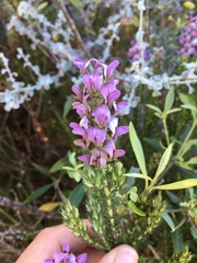 Aspalathus cephalotes