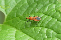 Irantha
