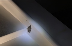 Helastia semisignata