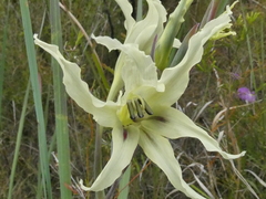 Gladiolus undulatus