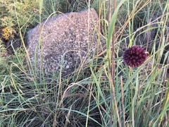 Allium phanerantherum