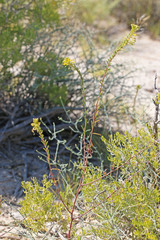 Cleomella plocasperma