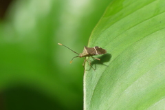 Cletomorpha benita