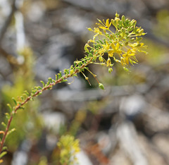 Cleomella plocasperma