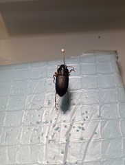 Carabidae