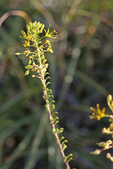 Cleomella plocasperma