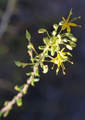 Cleomella plocasperma