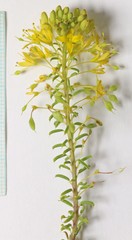 Cleomella plocasperma