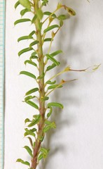 Cleomella plocasperma