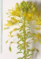 Cleomella plocasperma