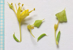 Cleomella plocasperma