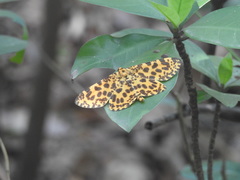 Epobeidia tigrata tigrata