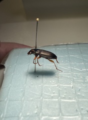 Carabidae