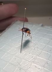 Carabidae