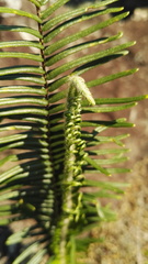 Pellaea pectiniformis