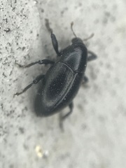 Tyloderma baridium