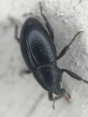 Tyloderma baridium