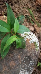 Lysimachia clethroides
