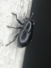 Tyloderma baridium