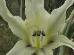 Gladiolus undulatus