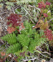 Anisotome haastii