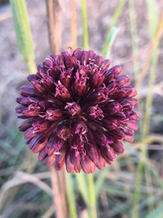 Allium phanerantherum