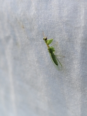 Zeugomantispa minuta