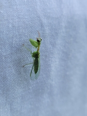 Zeugomantispa minuta