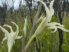 Gladiolus undulatus