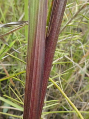 Gladiolus undulatus